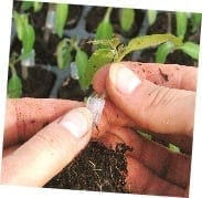 https://ferndalegardencentre.co.uk/wp-content/uploads/2018/04/Grafted-Tomato.jpg