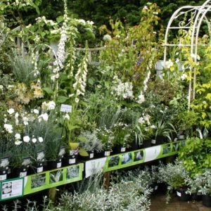 Spring Flowering Plants