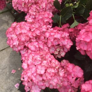 Summer Flowering Shrubs