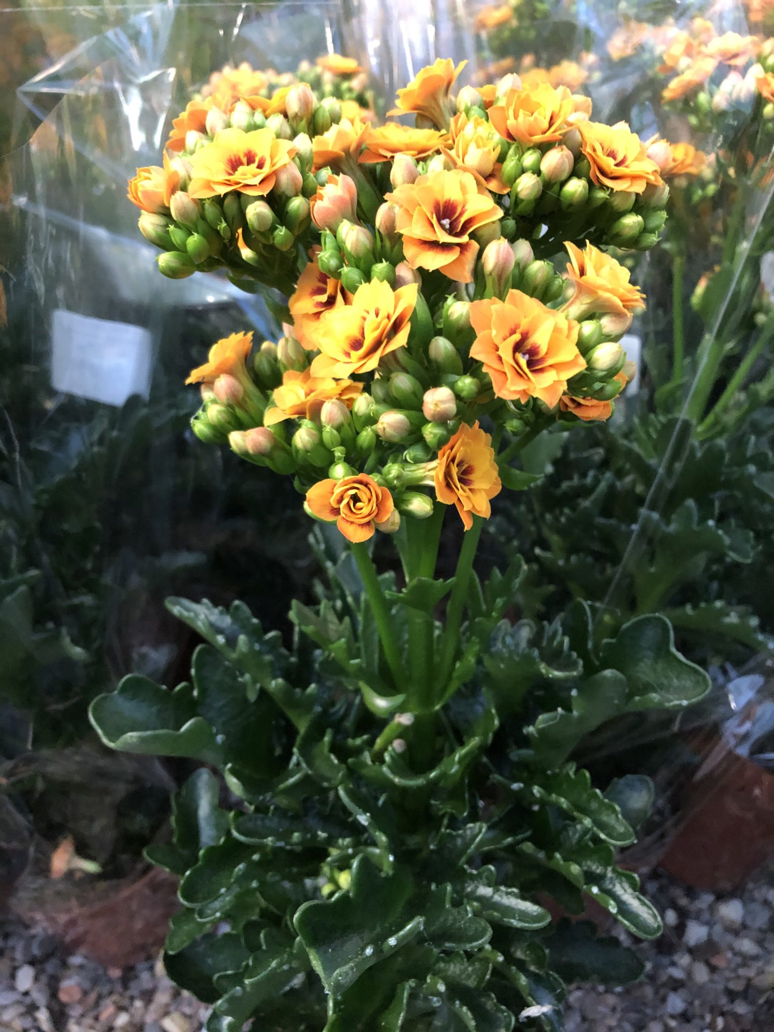 Buy Kalanchoe Magic Bell Online