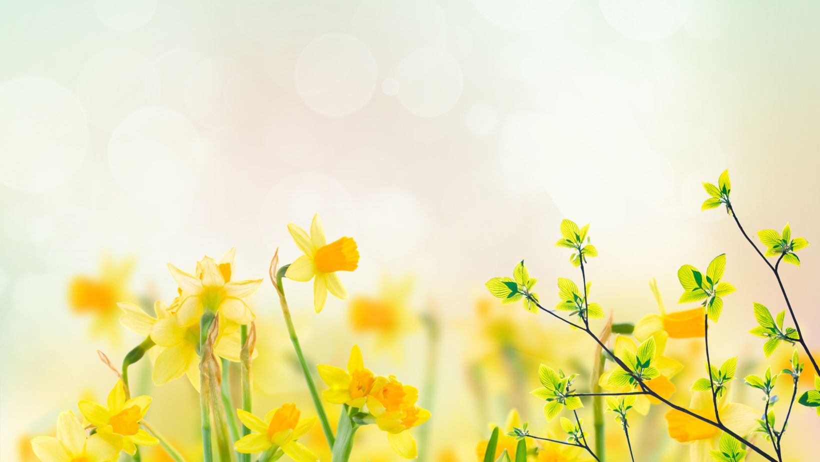 SHOP New Ferndale website Sheffield