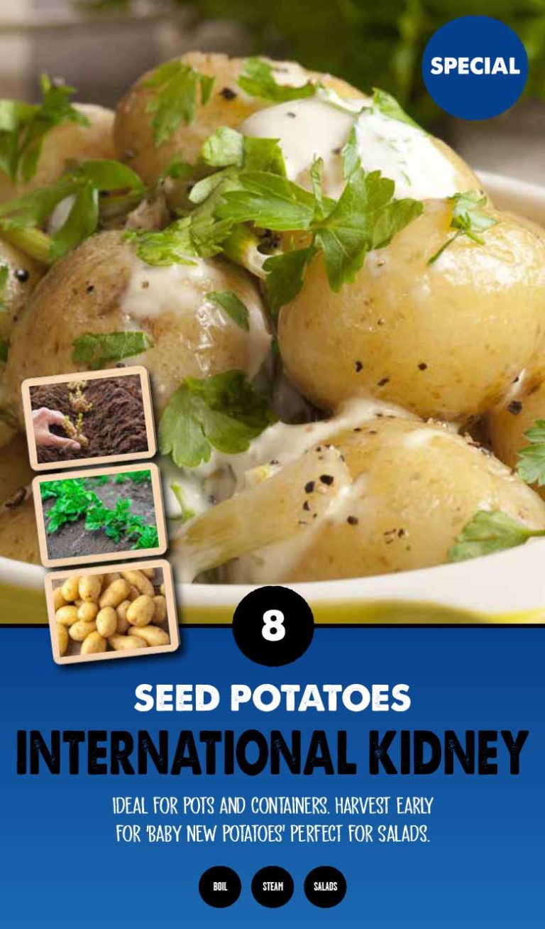 Buy International Kidney Seed Potatoes Online
