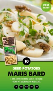 Buy Garlic Vigour Online