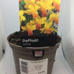 Buy Hyacinth City of Haarlem Online