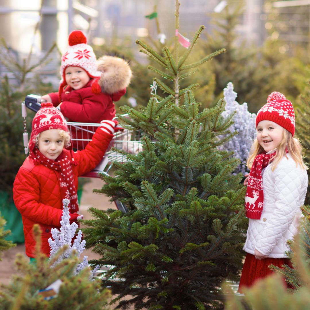 Caring for your Real Christmas Tree Gardening Tips & Advice UK